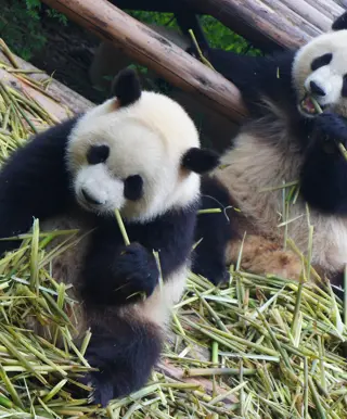 Schau den Pandas beim Spielen zu